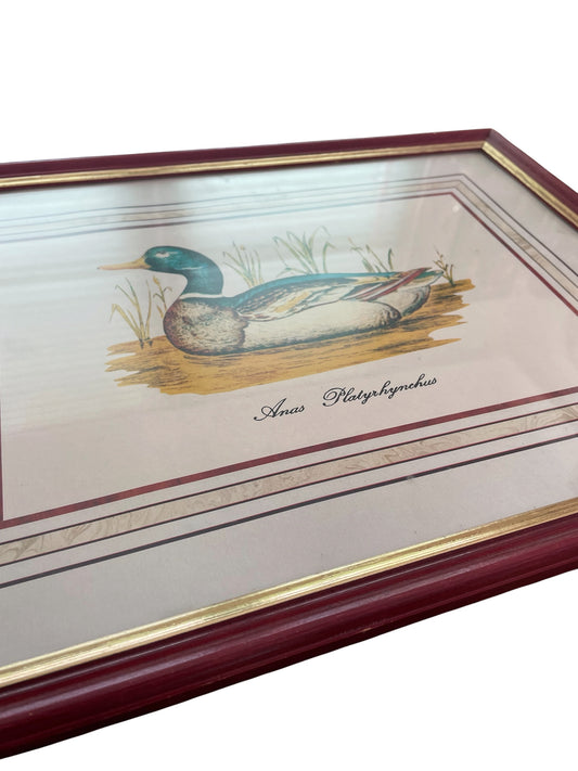 Vintage Mallard Duck Print in Red & Gold Painted Wood Frame