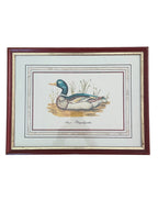 Vintage Mallard Duck Print in Red & Gold Painted Wood Frame