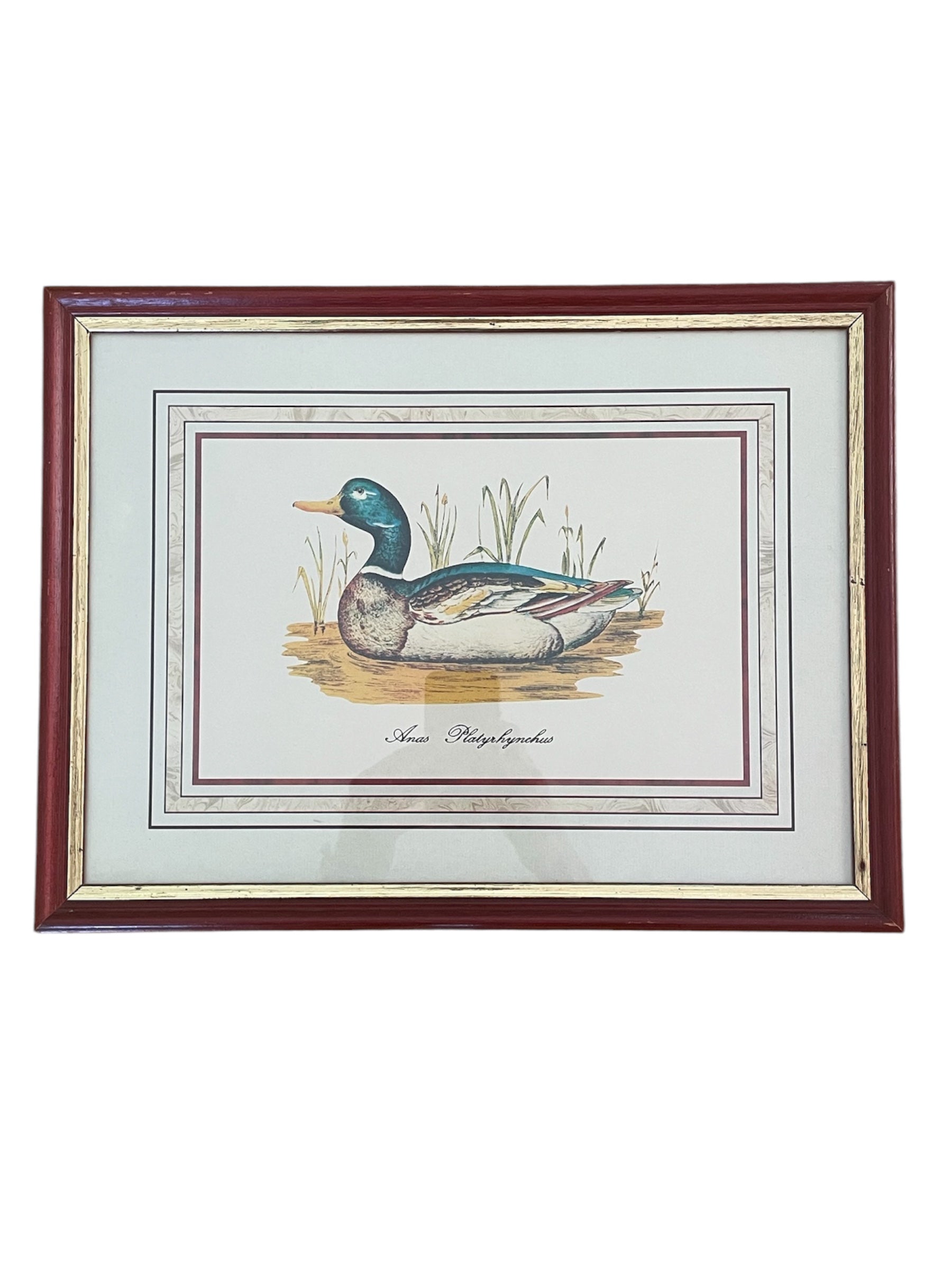 Vintage Mallard Duck Print in Red & Gold Painted Wood Frame