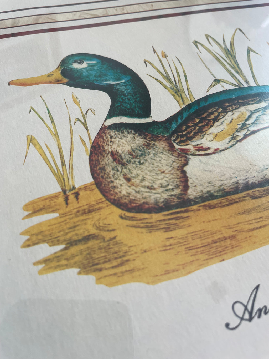 Vintage Mallard Duck Print in Red & Gold Painted Wood Frame
