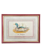 Vintage Mallard Duck Print in Red & Gold Painted Wood Frame
