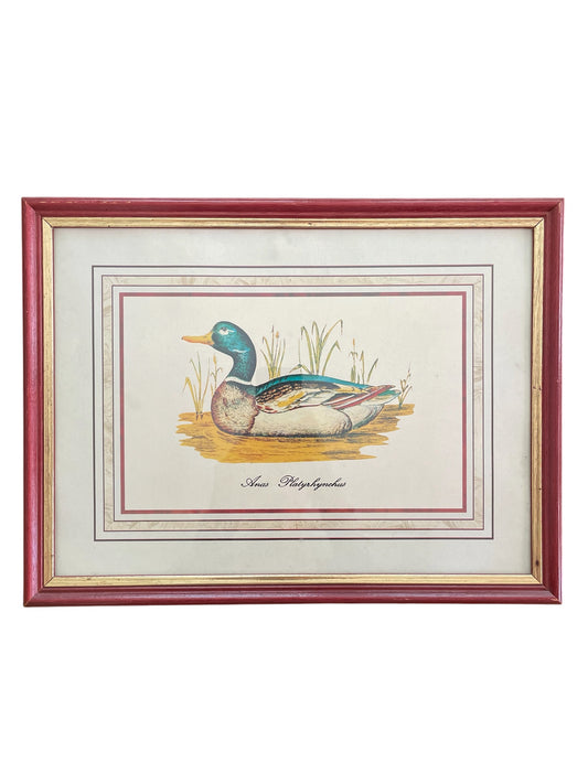 Vintage Mallard Duck Print in Red & Gold Painted Wood Frame