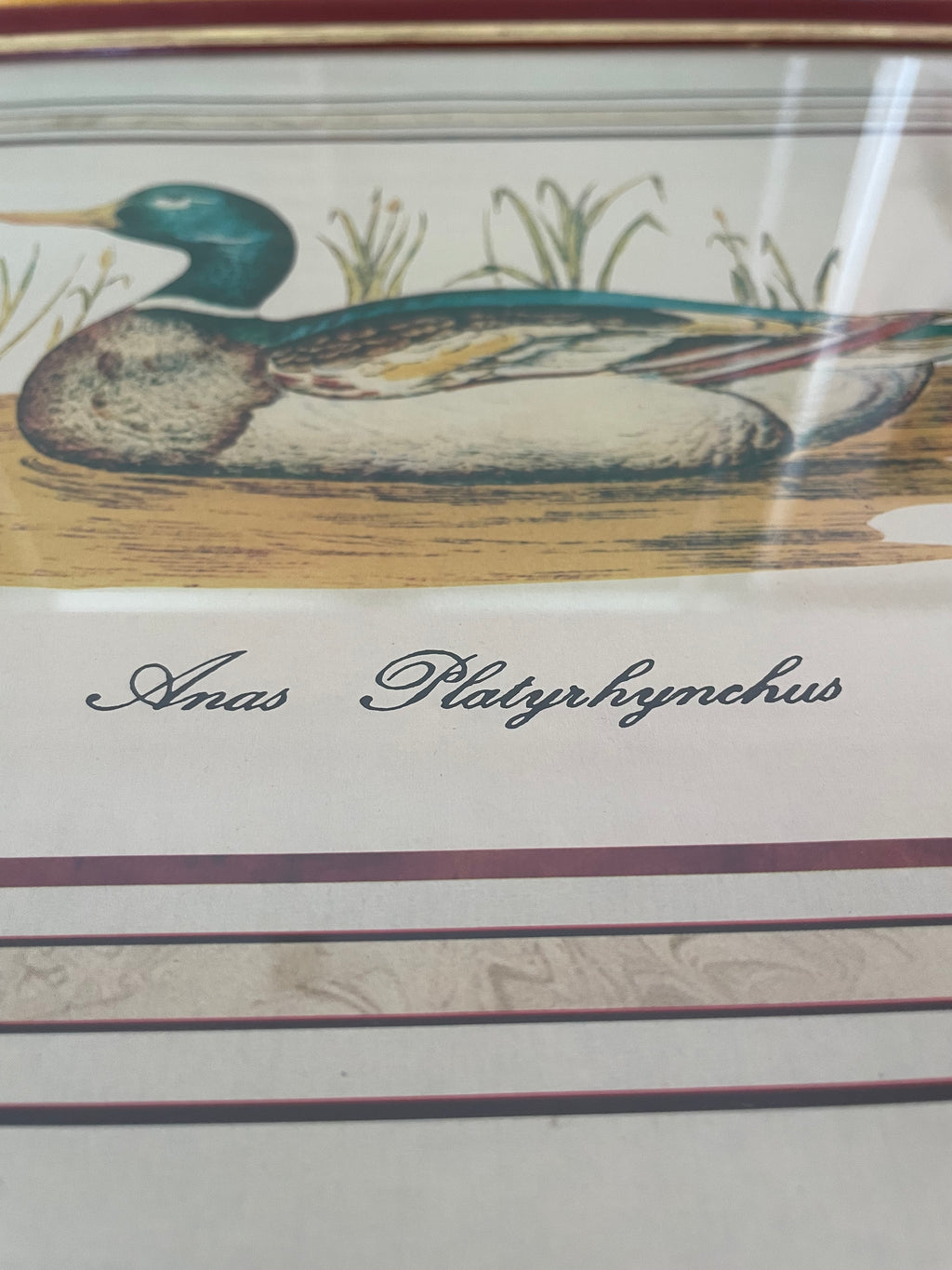 Vintage Mallard Duck Print in Red & Gold Painted Wood Frame