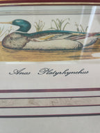 Vintage Mallard Duck Print in Red & Gold Painted Wood Frame